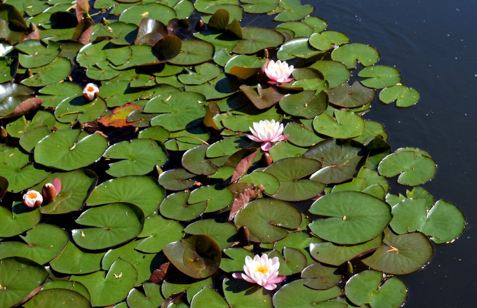 Lily pad pond blossom