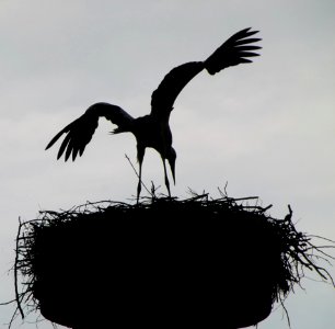 Cigogne dans son nid en contre-jour 2