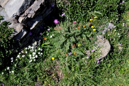 Cirque de Troumouse 18082018 24 Flore