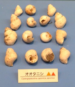 Cipangopaludina japonica - Osaka Museum of Natural History - DSC07741 photo