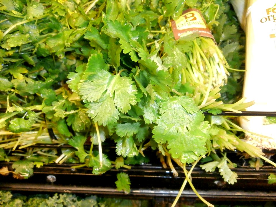 Cilantro bunches in a stack