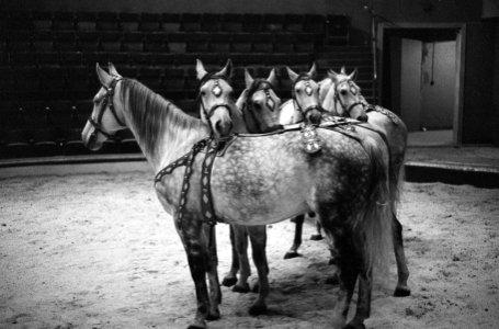Circus Althof in Carre, Bestanddeelnr 914-6212