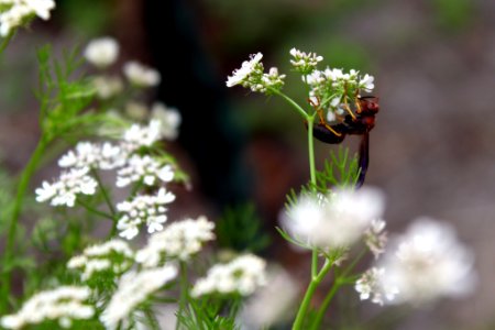 Cilantro Coriander (259888879)