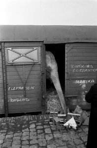 Circus Barnum Bailey in Rotterdam aangekomen, de olifant hebben hun stal in Ahoy, Bestanddeelnr 915-9981