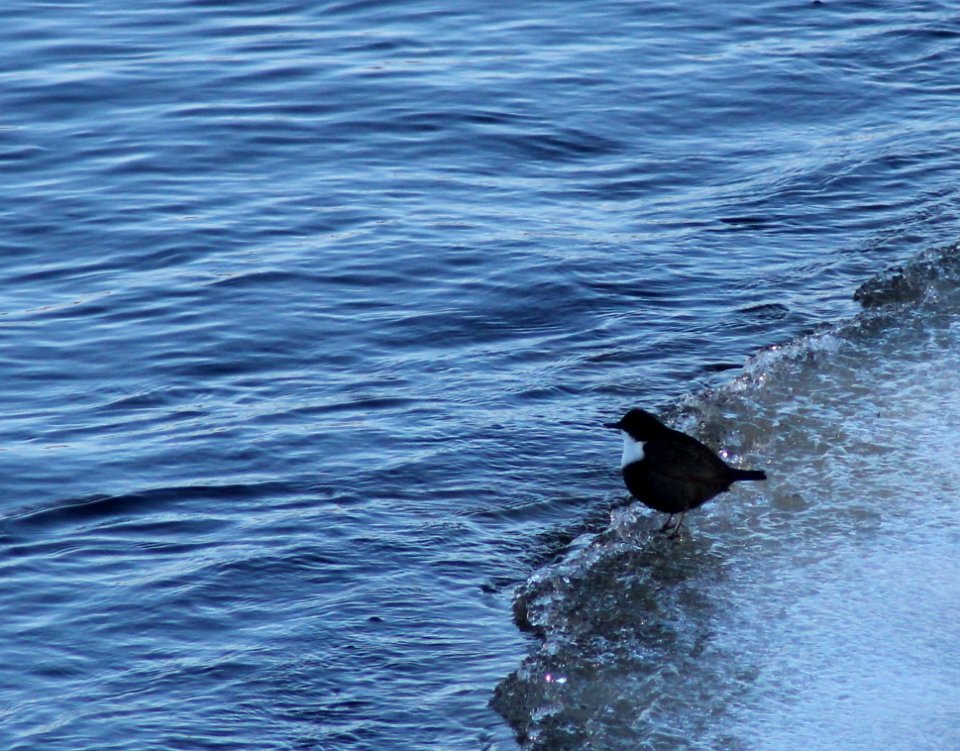 Cinclus cinclus Oulu 20130216 01