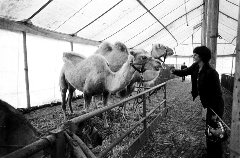 Circus Krone in Amsterdam kinderen kijken bij de dieren, Bestanddeelnr 930-9081