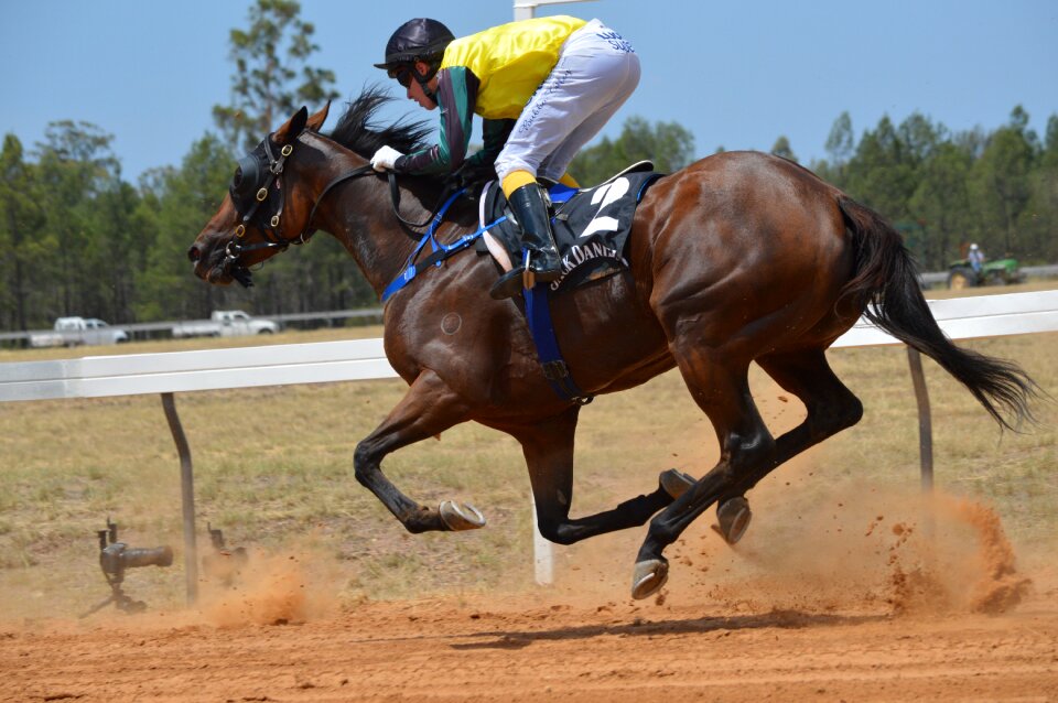 Horses motion brown horse