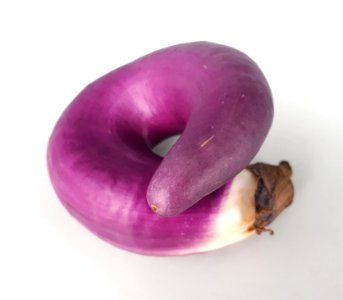 Circular Orient Charm eggplant 2017 A2