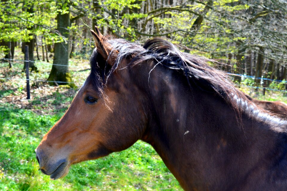 Mane graceful nature