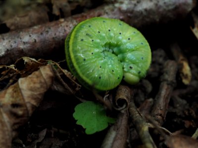 Cimbex connatus 89047449