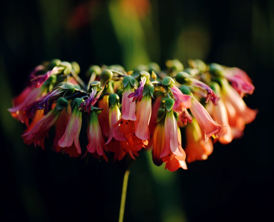 Flowers romantic fresh
