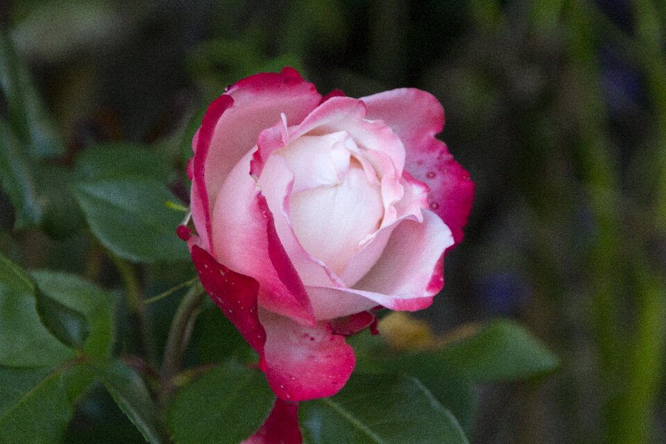 Bloom nature red rose