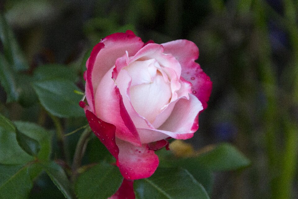 Bloom nature red rose photo