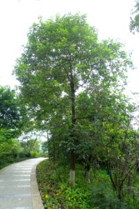 Cinnamomum septentrionale - Chengdu Botanical Garden - Chengdu, China - DSC03499