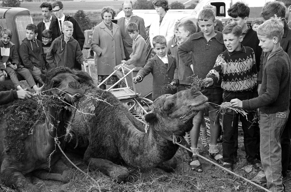 Circus Boltini in amsterdam aangekomen, Bestanddeelnr 914-1325