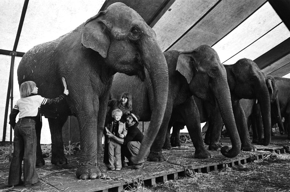 Circus Althoff in Amsterdam kinderen kijken bij de olifanten, Bestanddeelnr 929-2463