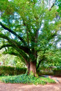 Cinnamomum camphora - Quinta das Lágrimas - Coimbra, Portugal - DSC08714