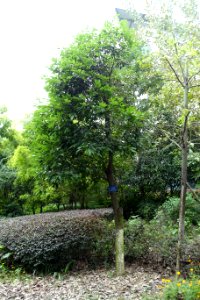 Cinnamomum japonicum - Chengdu Botanical Garden - Chengdu, China - DSC03459
