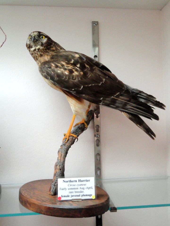 Circus hudsonius - Pacific Grove Museum of Natural History - DSC06709
