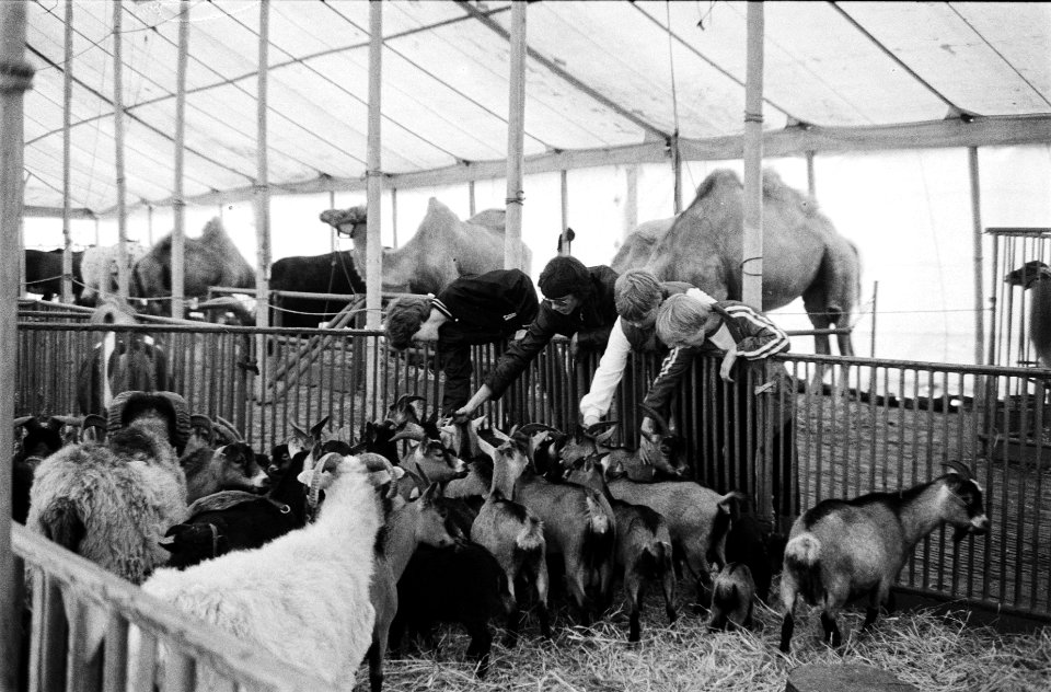 Circus Krone in Amsterdam kinderen kijken bij de dieren, Bestanddeelnr 930-9080