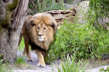 Wild wildcat lion's mane photo
