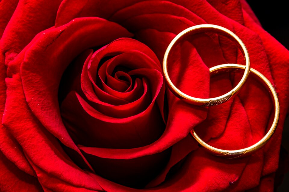 Gold rings rose is lying togetherness