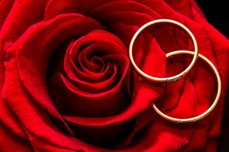 Gold rings rose is lying togetherness