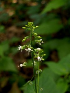 Circaea-lutetiana-2014-06-20-Highland-Park-02