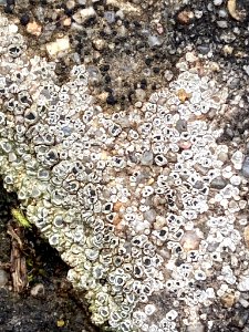 Circinaria contorta 59500414