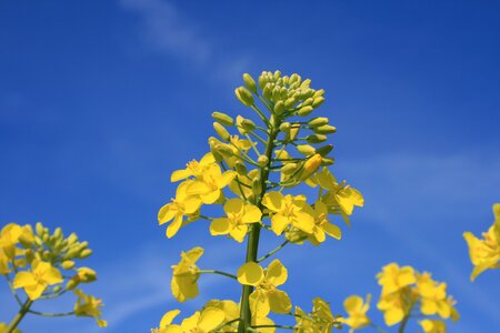 Yellow field of rapeseeds summer