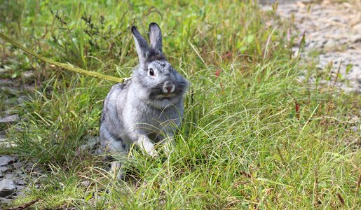 Gray rabbit green grass animal photo