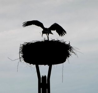 Cigogne dans son nid en contre-jour