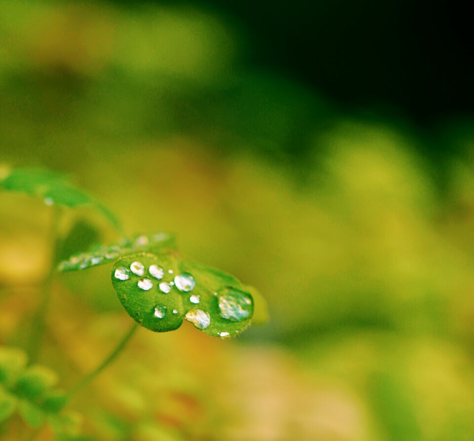 Water drops close-up leaf