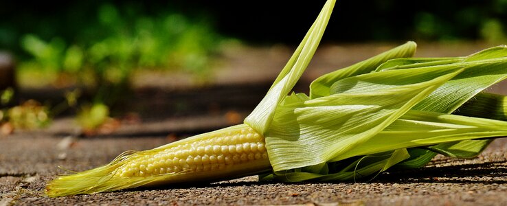 Vegetables plant summer