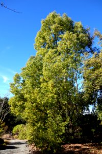 Cinnamomum camphora - Quarryhill Botanical Garden - DSC03630