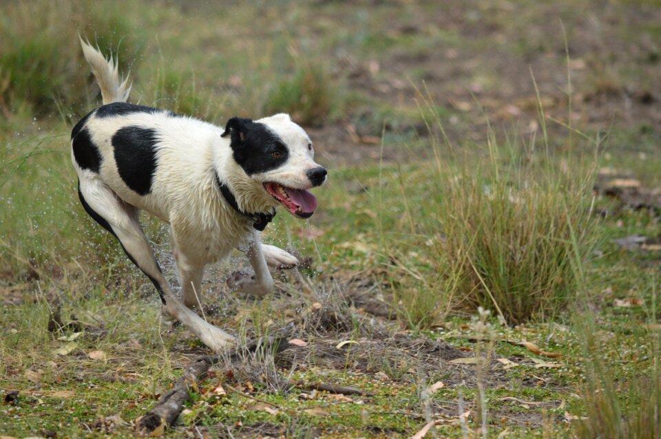 Dogs playing dog dog running