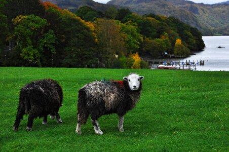 Derwentwater keswick lake