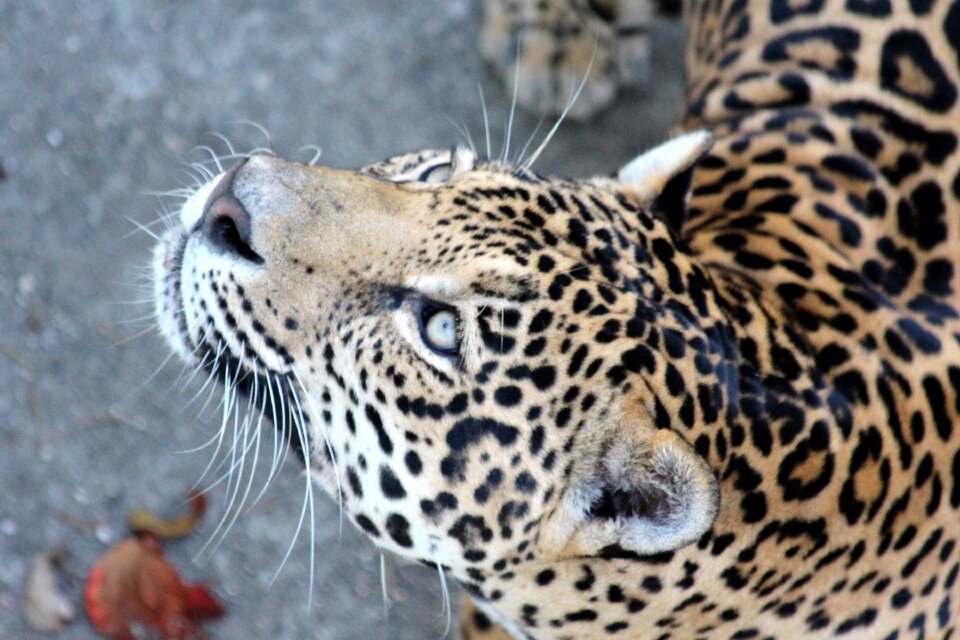 Predator beast beast of prey
