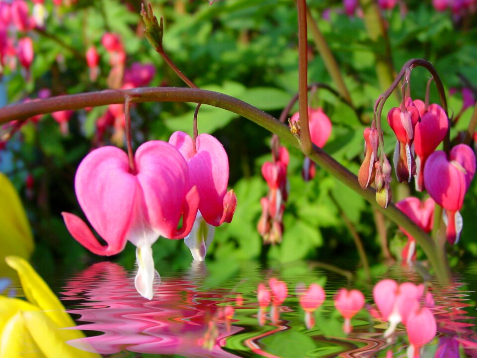 Water reflection flowers pink