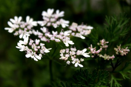 Cilantro Coriander (259888881)