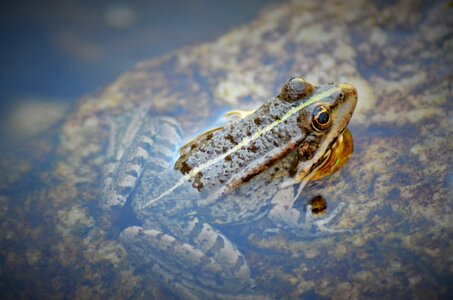 Water nature animal