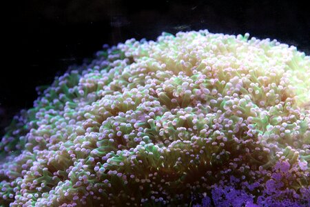 Coral bespozvonochnoe aquarium