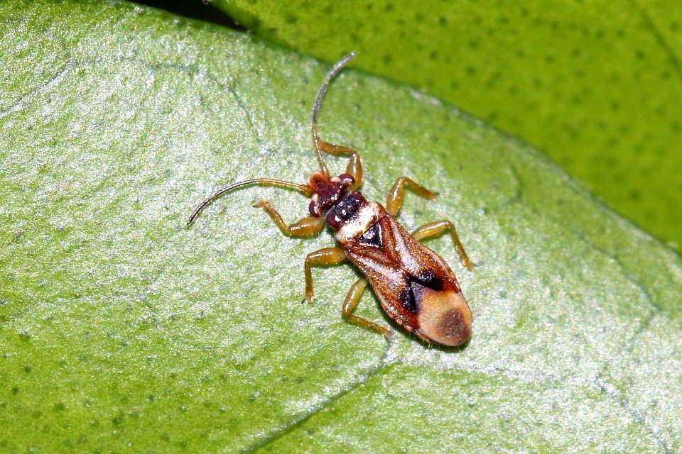 Cimicomorph Bug