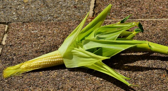 Vegetables plant summer