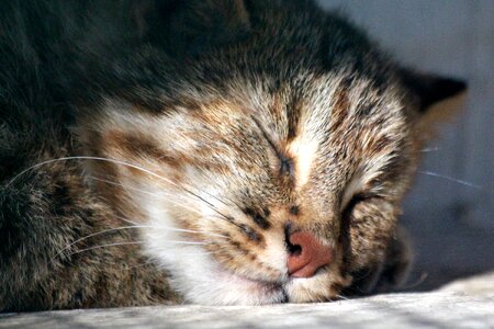 Predator wild cat sleeps photo