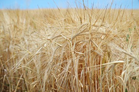 Barley one time nature