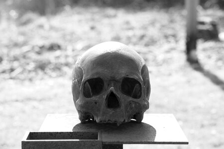Skull bone death horror photo