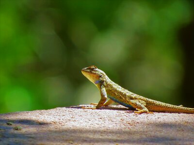 Lizard hiking utah photo