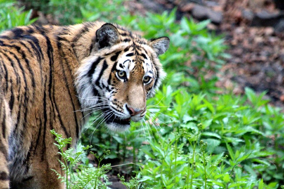 Panthera tigris altaica wild cat predator