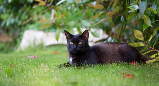 Domestic cat black puss pets